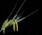 Downy Oat-Grass - Avenula pubescens (Huds.) Dumort.