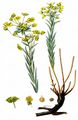Seguier's Spurge - Euphorbia seguieriana Neck.