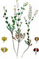 Perfoliate Pepperwort - Lepidium perfoliatum L.