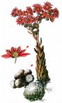 Spinnweben-Hauswurz - Sempervivum arachnoideum L. 