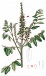 Scheinindigo - Amorpha fruticosa L. 