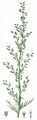Field Wormwood - Artemisia campestris L.
