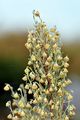 Roman Wormwood - Artemisia pontica L.