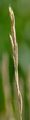 Tor-Grass - Brachypodium pinnatum (L.) P. Beauv.