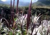 Alpine Fireweed - Epilobium fleischeri Hochst.