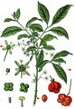 Spindle - Euonymus europaeus L.