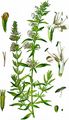 Hyssop - Hyssopus officinalis L.