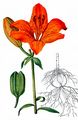 Orange-Lily - Lilium bulbiferum L. 