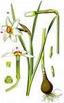 Garten-Narzisse - Narcissus poeticus L. 