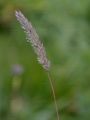 Hairy Cat's-Tail - Phleum hirsutum Honck.