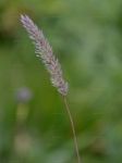 Matten-Lieschgras - Phleum hirsutum Honck. 