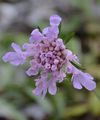  - Scabiosa triandra L.