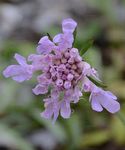 Südliche Skabiose - Scabiosa triandra L. 