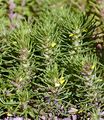 Ground-Pine - Ajuga chamaepitys (L.) Schreb. 