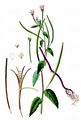 Broad-Leaved Willowherb - Epilobium montanum L. 