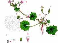 Weicher Storchschnabel - Geranium molle L. 