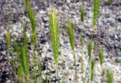 Wall Barley - Hordeum murinum L.