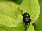 Schwarze Heckenkirsche - Lonicera nigra L.