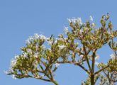 Tetraploid Valerian - Valeriana pratensis Dierb.