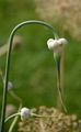 Garlic - Allium sativum L. 