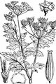 Rough Chervil - Chaerophyllum temulum L. 