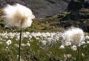 Scheuchzer's Cottongrass - Eriophorum scheuchzeri Hoppe