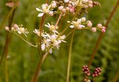 Kleines Mädesüß - Filipendula vulgaris Moench