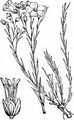 Perennial Flax - Linum perenne L.