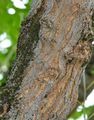 White Mulberry - Morus alba L.