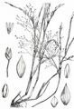 Witch-Grass - Panicum capillare L.