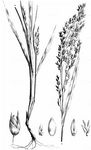 Rispen-Hirse - Panicum miliaceum L. 