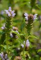 Selfheal - Prunella vulgaris L.