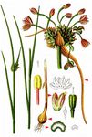 Gemüse-Lauch - Allium oleraceum L. 