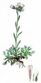 Mountain Everlasting - Antennaria dioica (L.) Gaertn.