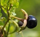 Deadly Nightshade - Atropa bella-donna L.