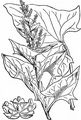Guter Heinrich - Blitum bonus-henricus (L.) Rchb.