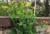 Greater Celandine - Chelidonium majus L.