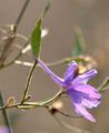 Forking Larkspur - Consolida regalis Gray