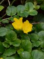 Creeping-Jenny - Lysimachia nummularia L.