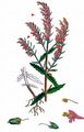 Red Bartsia - Odontites vernus (Bellardi) Dumort.