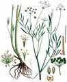 Parsley Water-Dropwort - Oenanthe lachenalii C. C. Gmel.