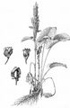 Monk's-Rhubarb - Rumex alpinus L.