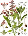 Echter Salbei - Salvia officinalis L. 