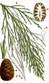 Wellingtonia - Sequoiadendron giganteum (Lindl.) J. Buchholz