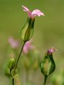 Cowherb - Vaccaria hispanica (Mill.) Rauschert