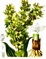  - Veratrum lobelianum Bernh.