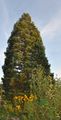 Sequoiadendron giganteum (Riesenmammutbaum)