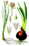 Küchenzwiebel - Allium cepa L. 