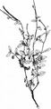 Spear-Leaved Willowherb - Epilobium lanceolatum Sebast. & Mauri