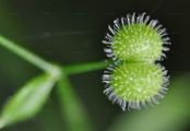 Kletten-Labkraut - Galium aparine L.